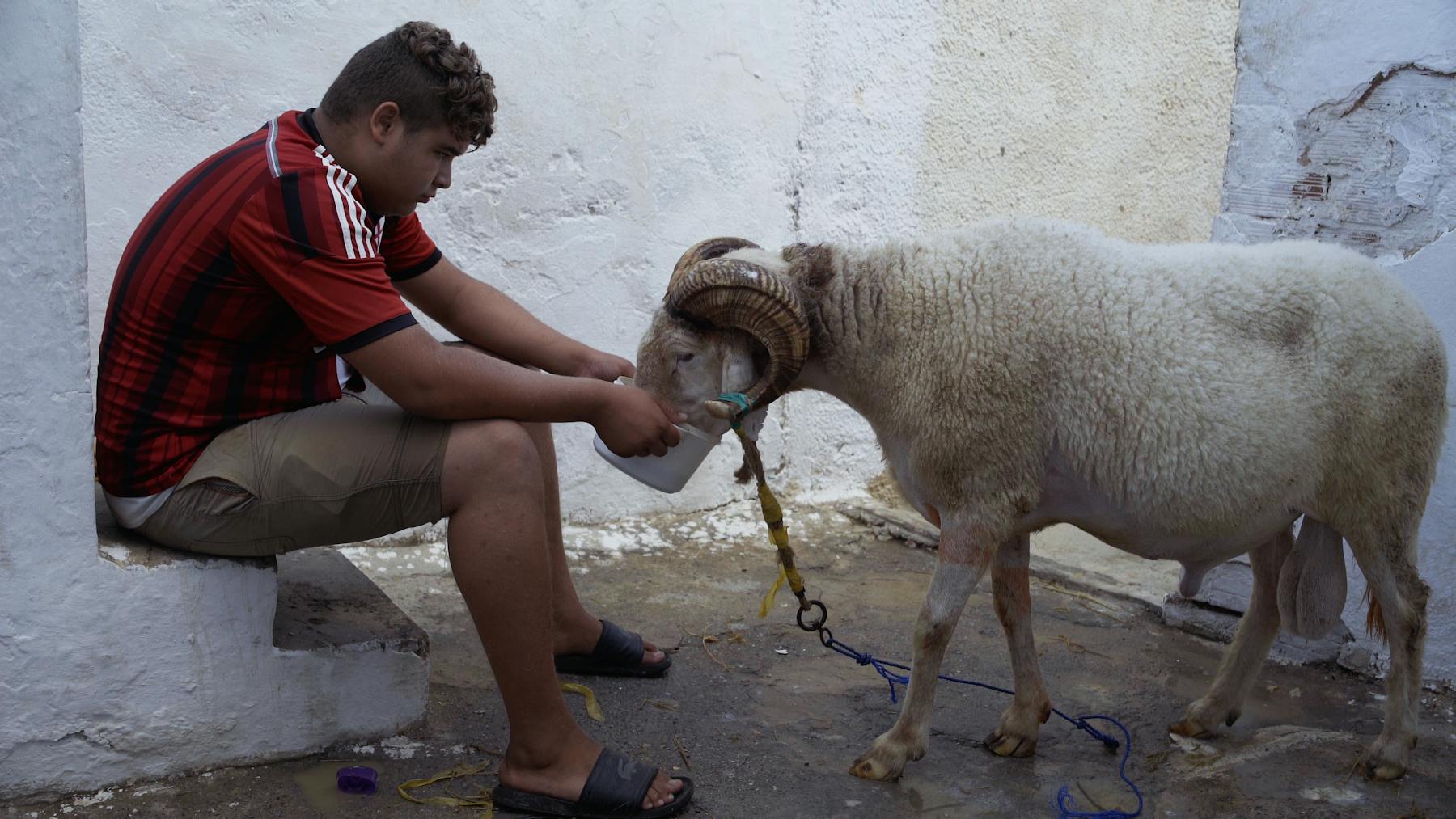 Image 1 de Des moutons et des hommes