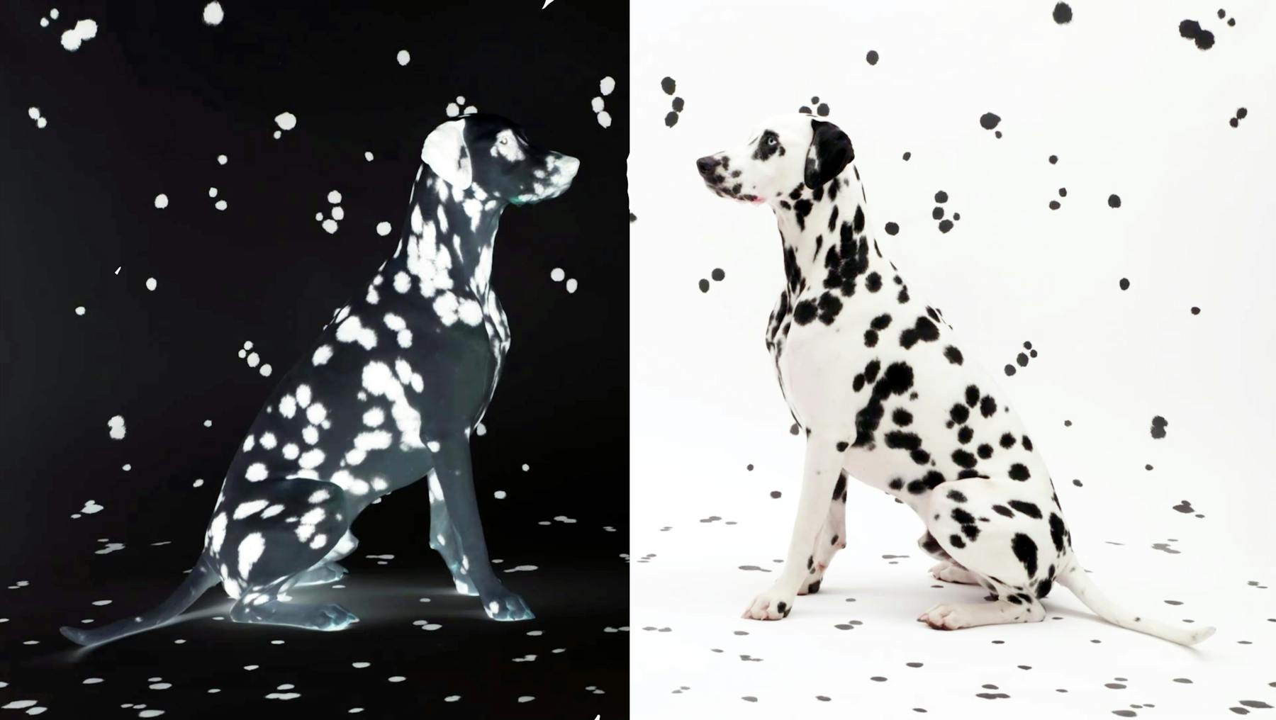 Image 3 de Wie die Kunst auf den Hund und die Katze kam