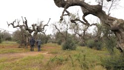 Bild 1 von C'era una volta l'albero