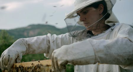 Image 1 de Hive