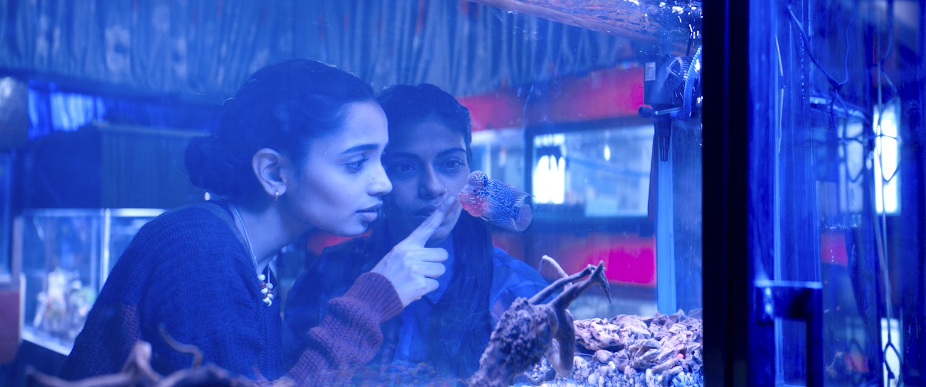 Image 2 de The Shameless