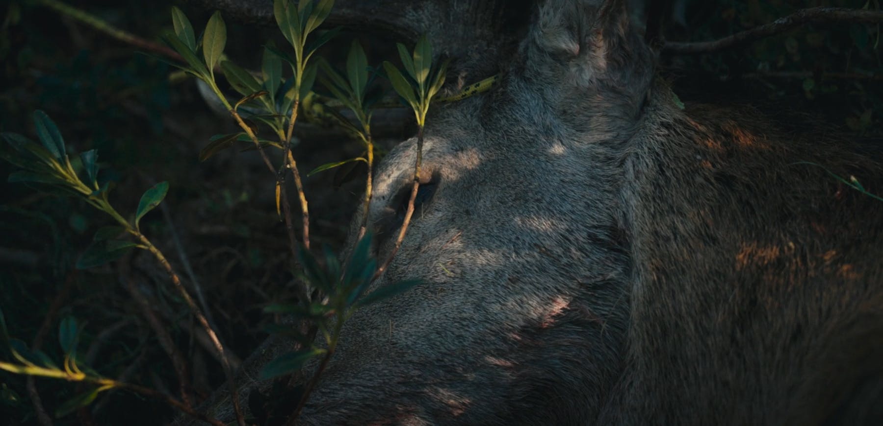 Bild 3 von Les chasseresses