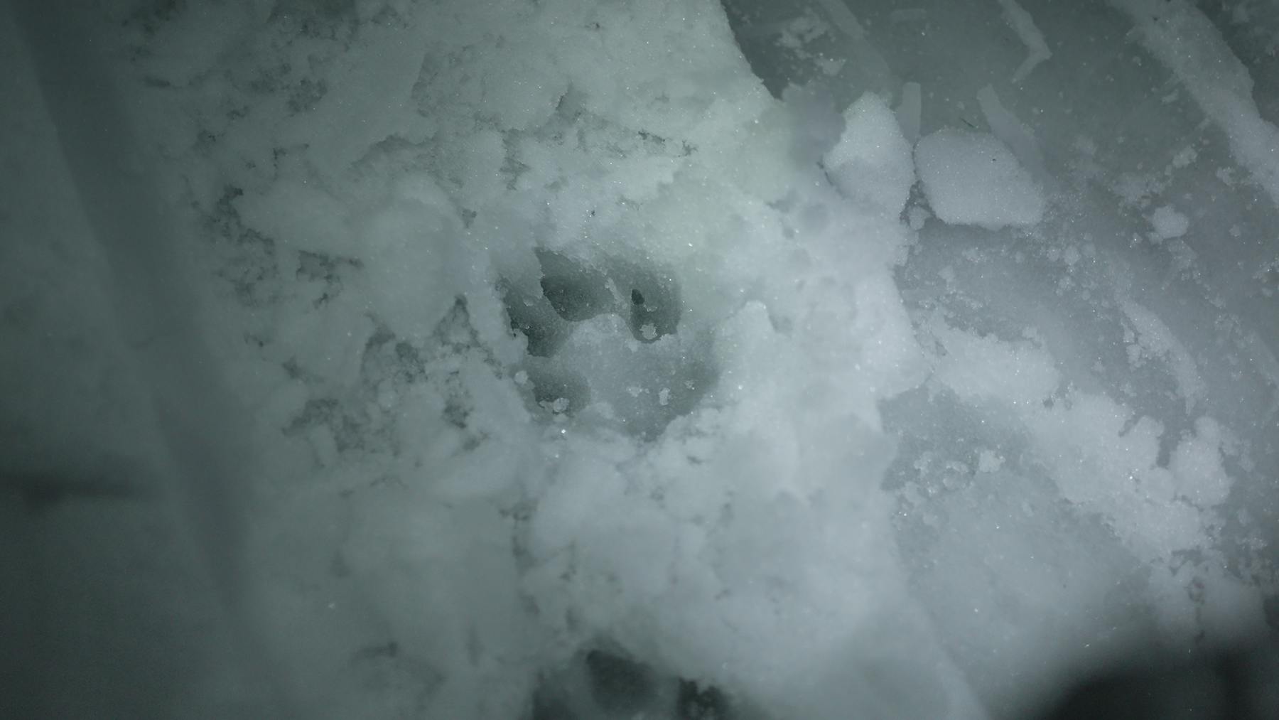 Image 3 de Le dernier loup