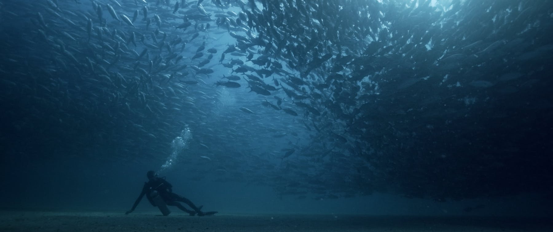 Image 1 de La leggerezza sommersa