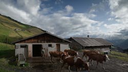 Image 1 de Colostrum