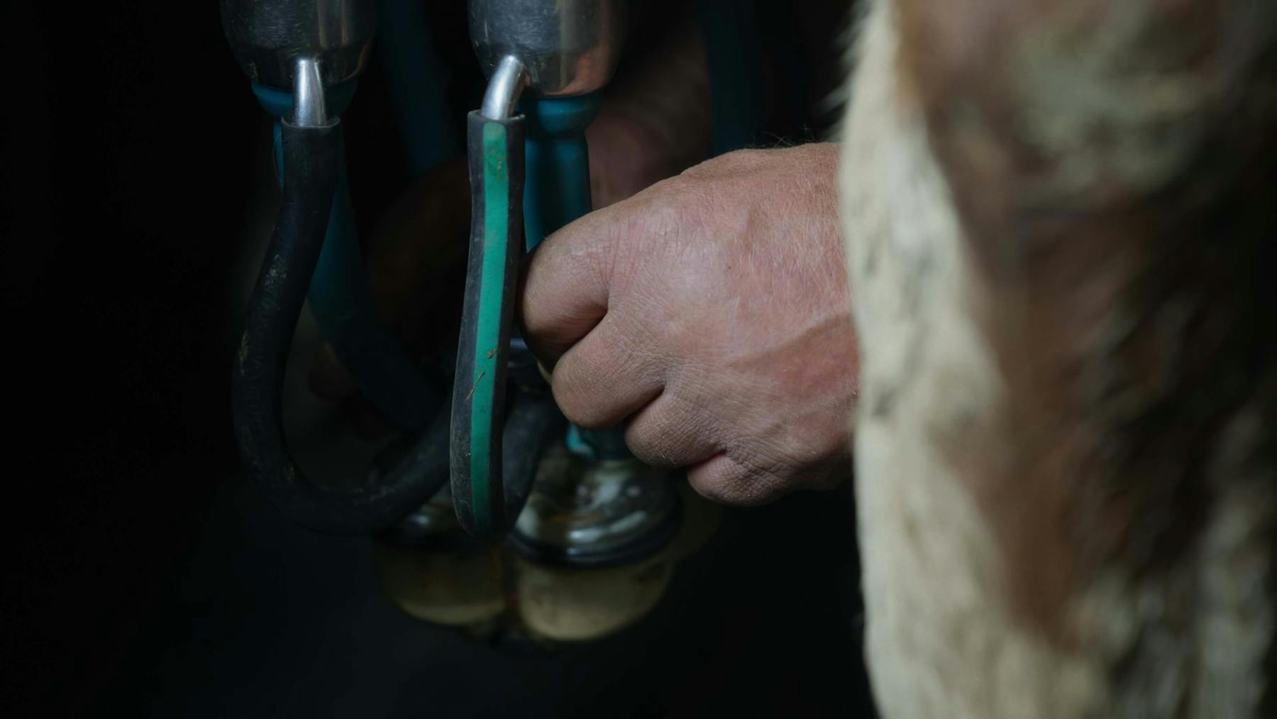 Image 3 de Colostrum