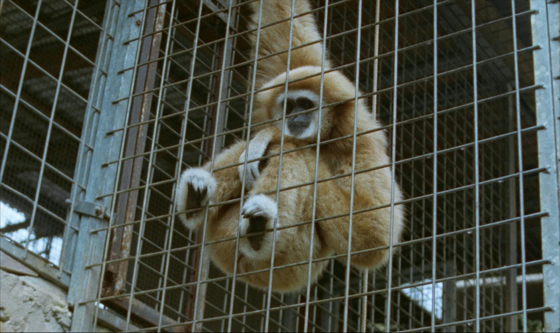 Image 2 de L'erbaccia