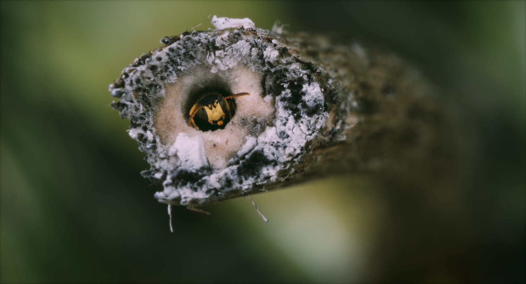 Bild 2 von Wo die wilden Bienen wohnen