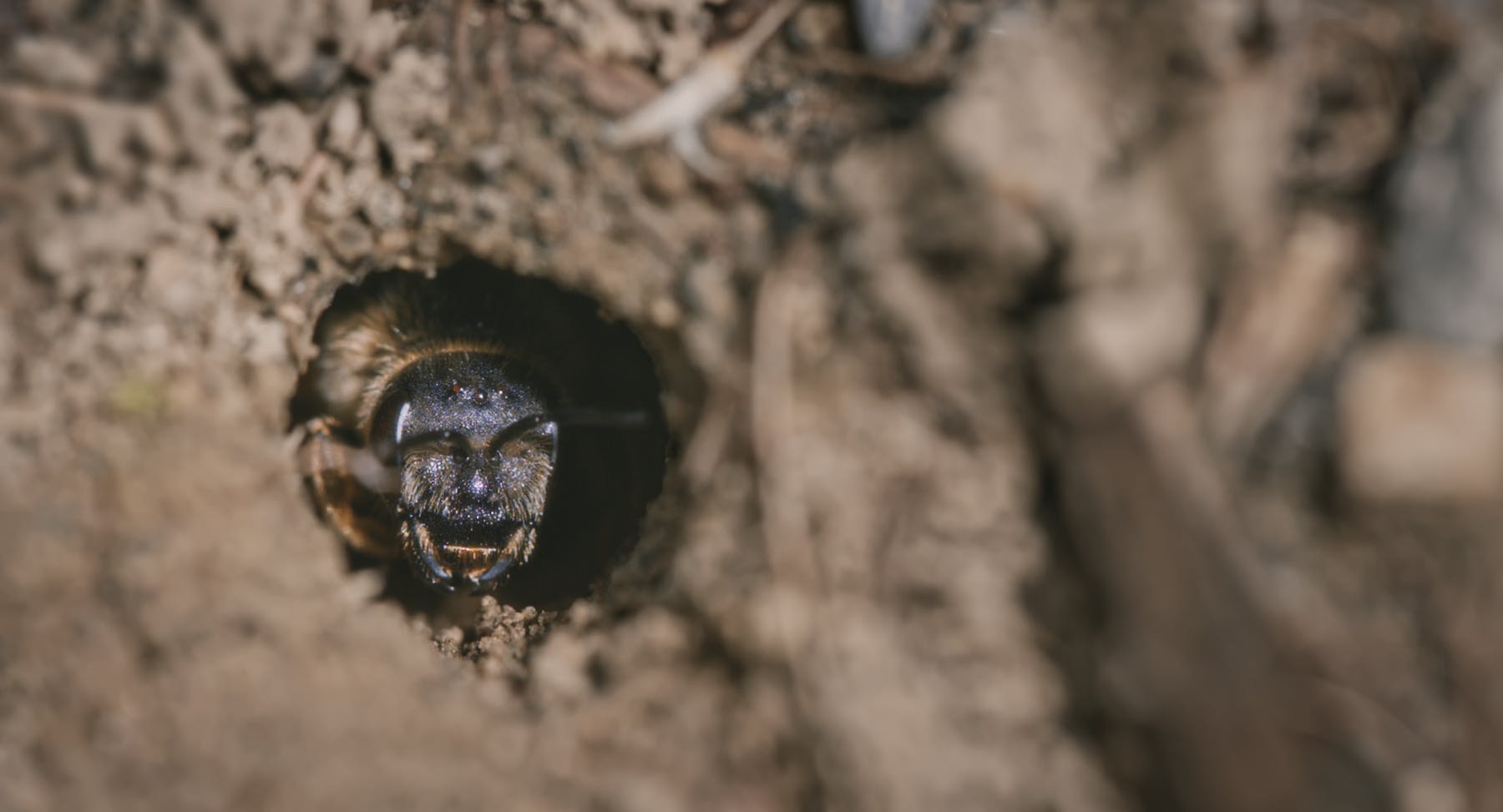 Bild 3 von Wo die wilden Bienen wohnen