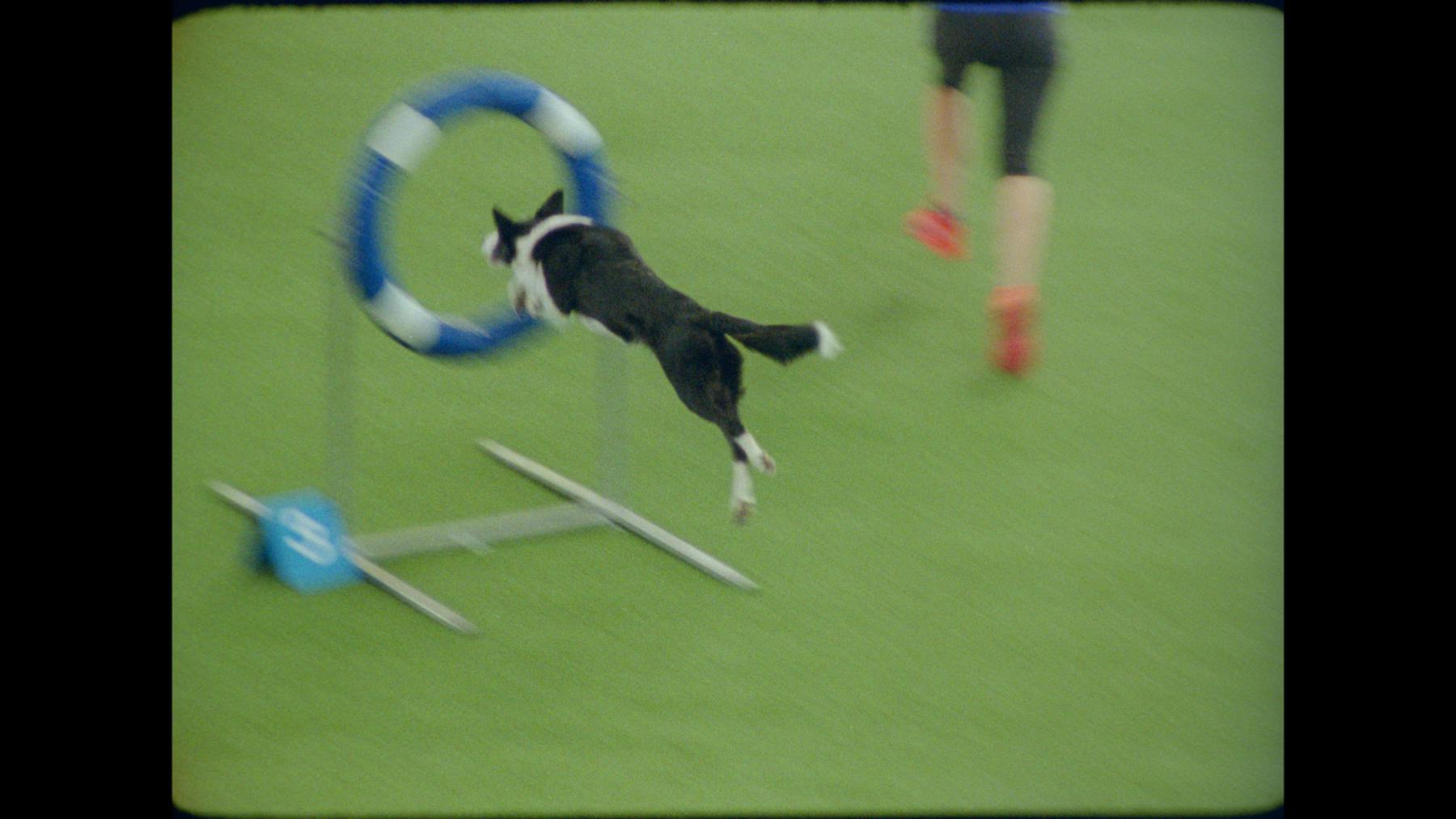 Bild 1 von Run Fast, Bite Hard