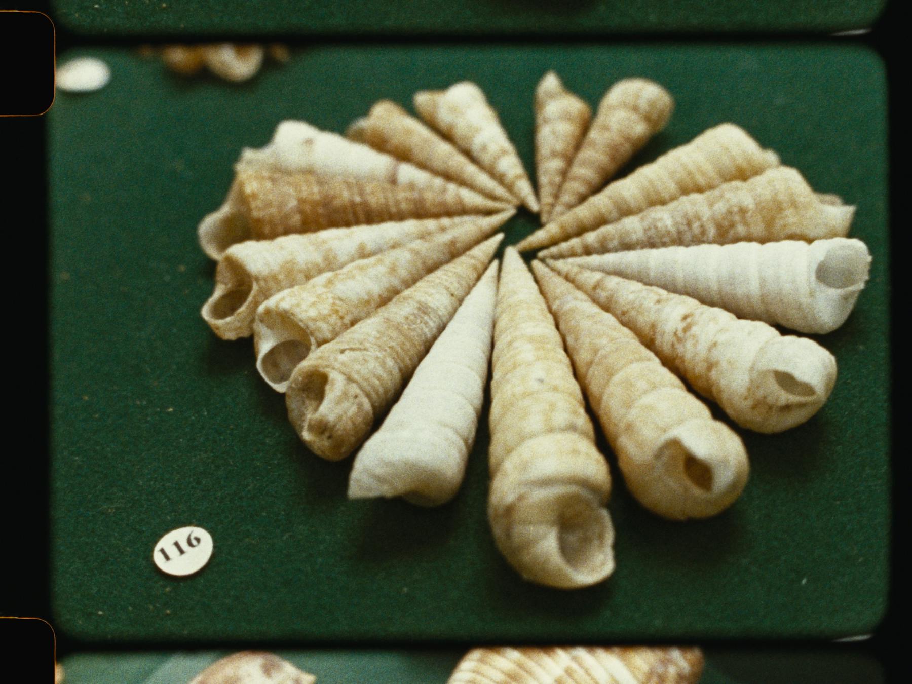 Image 3 de Come Out Of Your Shell