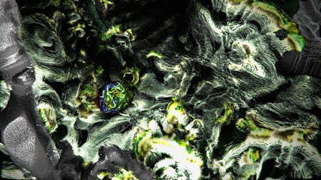 Bild 1 von Symbionts