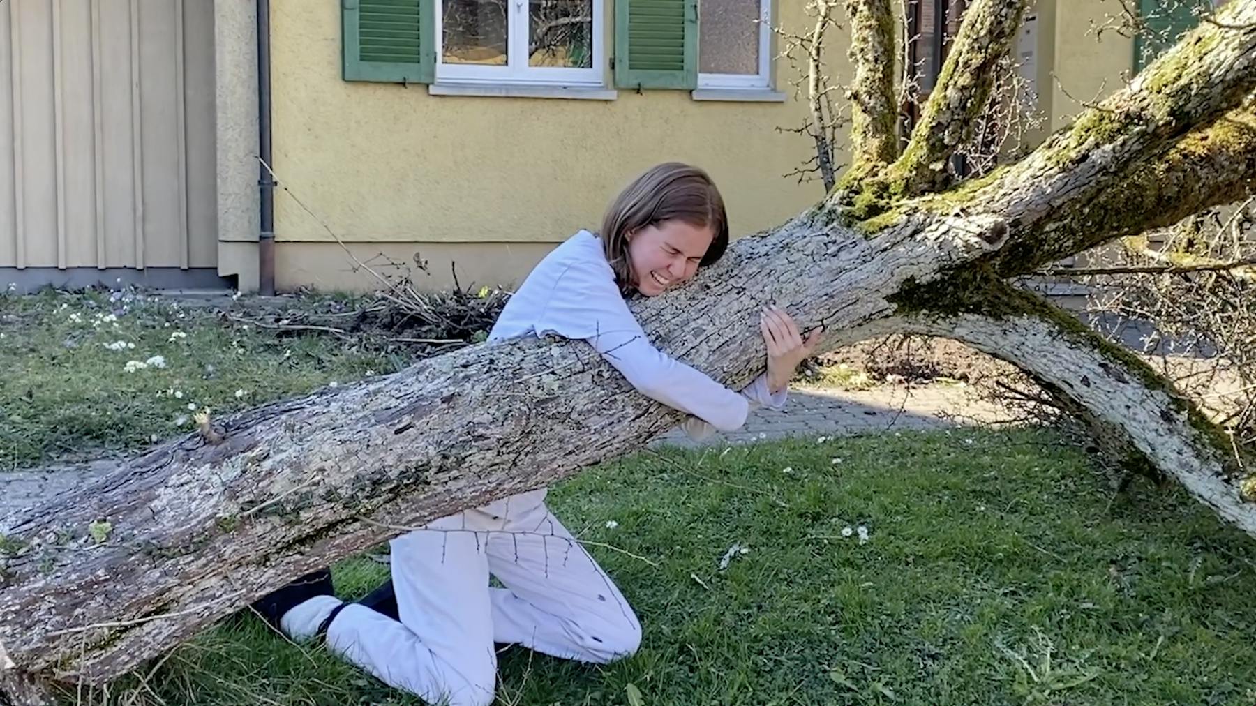 Bild 1 von Versuch, einen Baum in Zürich zu fällen