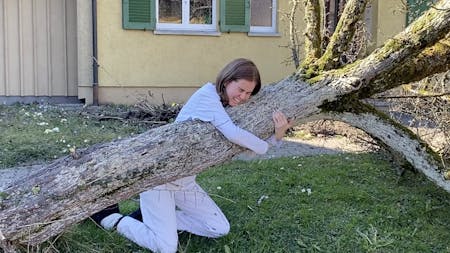 Bild 1 von Versuch, einen Baum in Zürich zu fällen