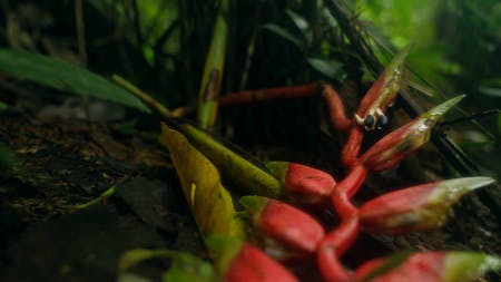 Image 1 de Pies al revés