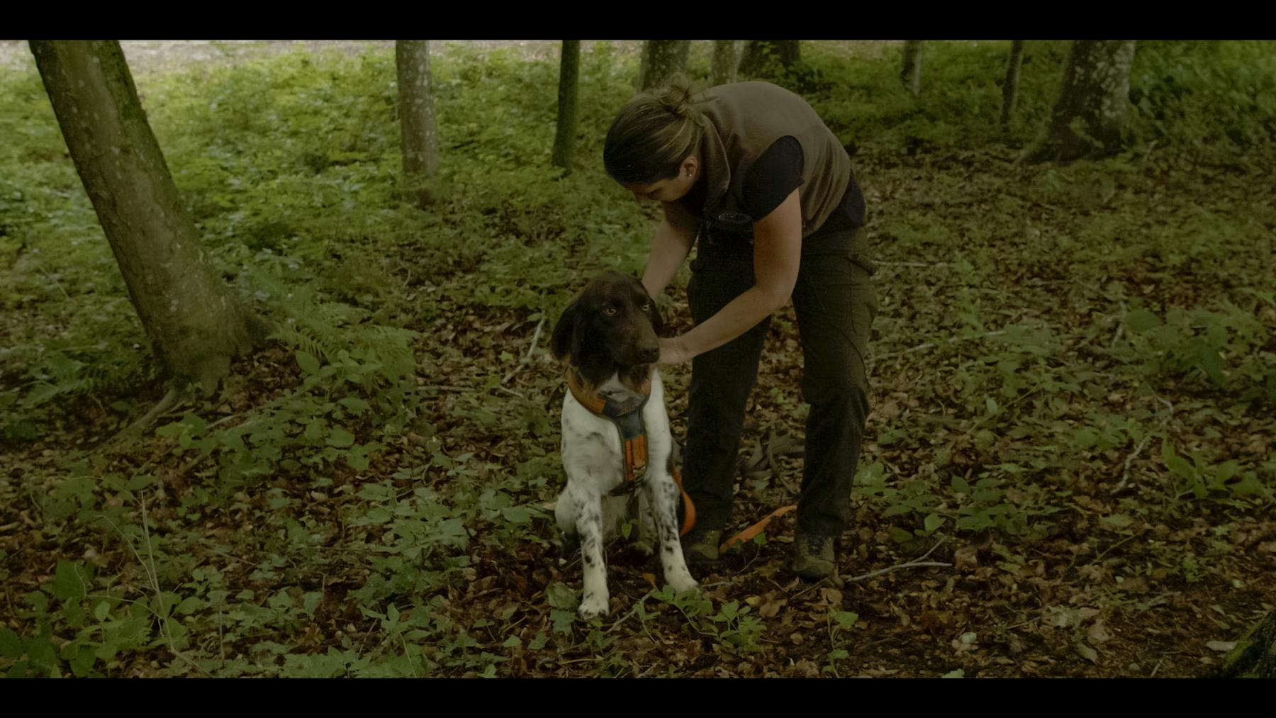 Image 3 de Chien de rouge