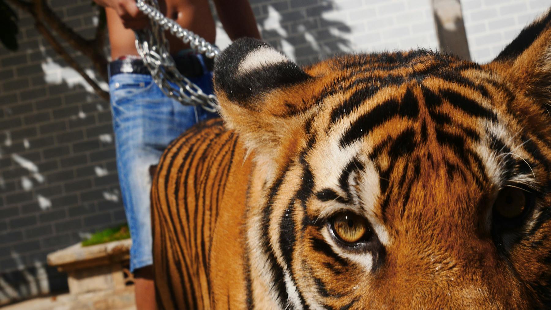 Bild 1 von The Tiger Mafia