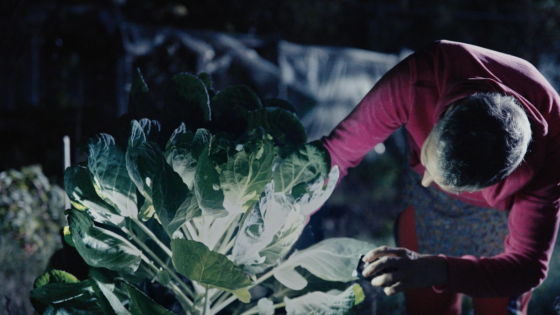 Bild 3 von Unter Pflanzen