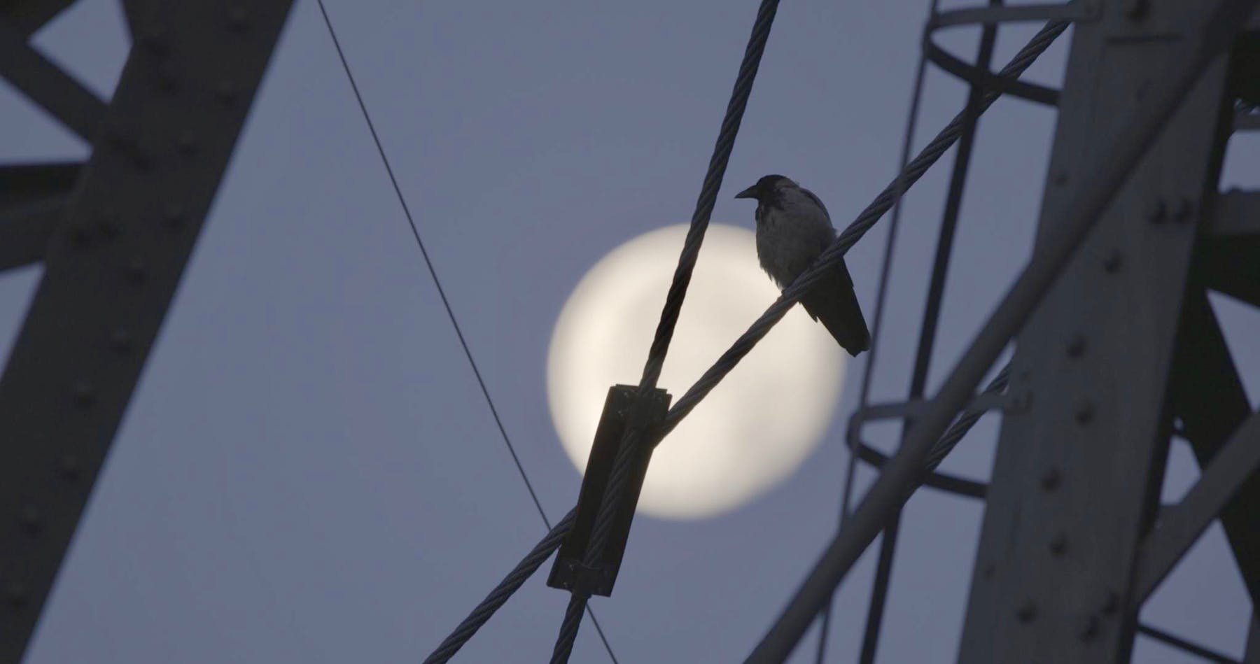 Bild 2 von Krähen – Nature Is Watching Us